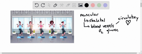 explain-how-you-use-your-organ-systems-except-your-reproductive-system-while-you-are-exercising-at-2
