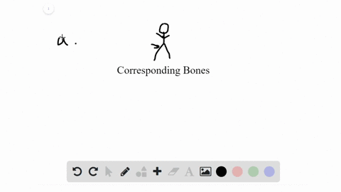 which-of-the-following-bones-in-the-human-arm-corresponds-to-the-femur-in-the-leg-a-radius-b-tibia-2