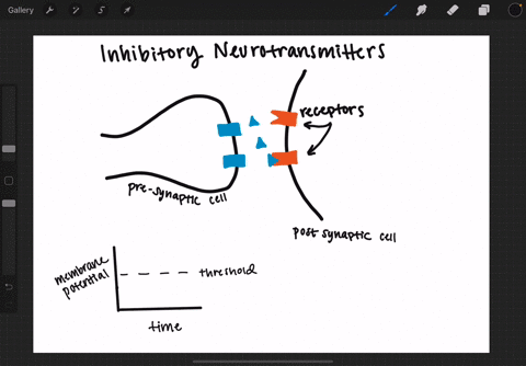 the-binding-of-an-inhibitory-neurotransmitter-to-the-postsynaptic-receptors-results-in-a-depolarizat