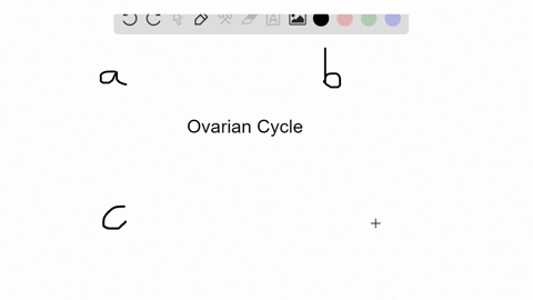 which-of-the-following-is-not-an-event-of-the-ovarian-cycle-a-fsh-promotes-the-development-of-a-fo-4