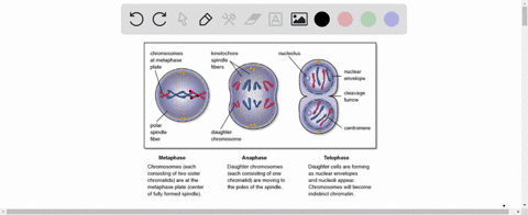 sister-chromatids-are-a-the-result-of-crossing-over-b-identical-molecules-of-dna-resulting-from-repl