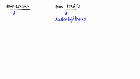 how-did-homo-erectus-differ-from-homo-babilis