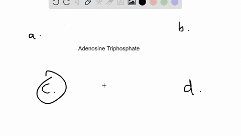 adenosine-triphosphate-atp-is-an-important-molecule-because-it-____________-a-is-the-result-of-catab