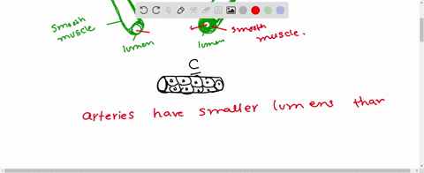 identify-the-following-blood-vessels-a-quad-b-quad-c-beginarraylltext-1-capillary-text-artery-endarr