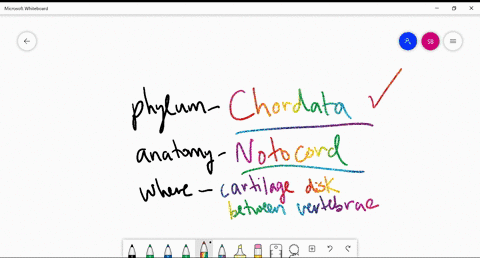 what-is-the-name-of-the-phylum-to-which-humans-belong-for-what-anatomical-structure-is-the-phylum-na