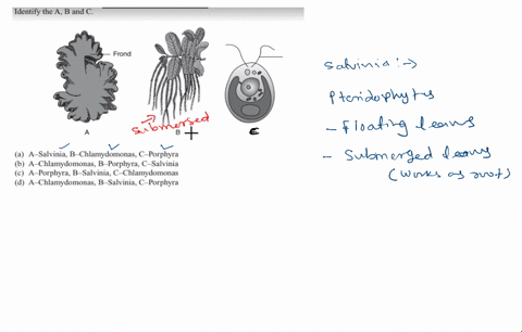 identify-the-mathrma-mathrmb-and-mathrmc-a-a-salvinia-b-chlamydomonas-c-porphyra-b-a-chlamydomonas-b