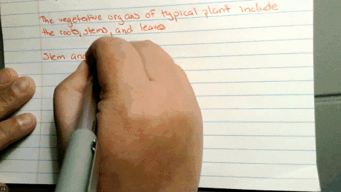 list-the-main-vegetative-organs-of-a-plant-and-explain-how-each-relies-on-the-others