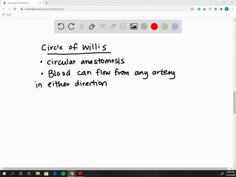 why-can-the-circle-of-willis-maintain-perfusion-of-the-brain-even-if-there-is-a-blockage-in-one-part