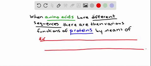 how-do-the-differences-in-amino-acid-sequences-lead-to-different-protein-functions-a-different-amino