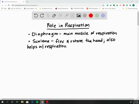which-muscle-pair-plays-a-role-in-respiration-a-intertransversarii-interspinales-b-semispinalis-cerv