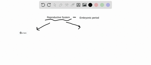 which-of-the-following-statements-regarding-development-of-the-reproductive-system-is-true-a-testost