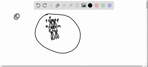 a-cell-has-two-pairs-of-submetacentric-chromosomes-which-we-will-call-chromosomes-mathrmi_mathrma-ma