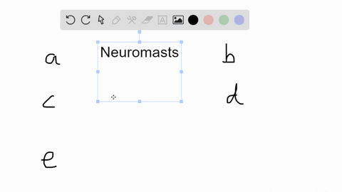 neuromast-function-is-best-described-as-a-nonadapting-pain-receptors-b-stereocilia-that-bend-and-gen