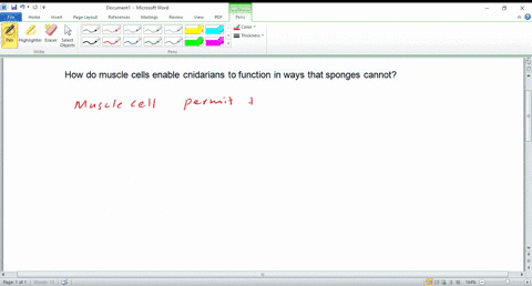 how-do-muscle-cells-enable-cnidarians-to-function-in-ways-that-sponges-cannot