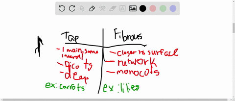 compare-a-tap-root-system-with-a-fibrous-root-system-for-each-type-name-a-plant-that-provides-a-food