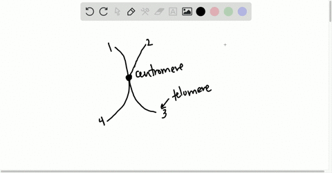 describe-the-function-and-molecular-structure-of-a-telomere-2