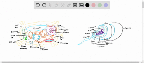which of the following is present in both prokaryotic and plant cells