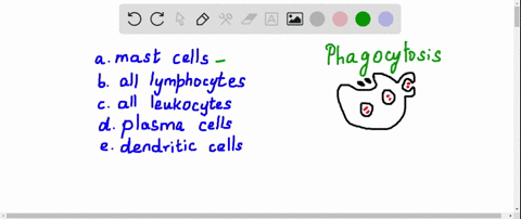 which-of-the-following-are-phagocytes-a-mast-cells-b-all-lymphocytes-c-all-leukocytes-d-plasma-cells