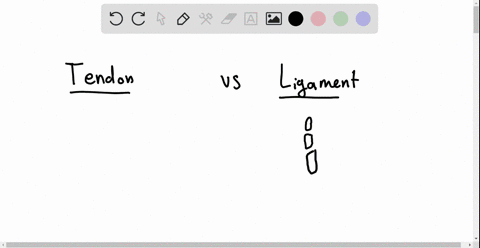 ligaments-connect-_____-to-_____-tendons-connect-_____-to-_____-a-bone-to-muscle-bone-to-bone-b-bone