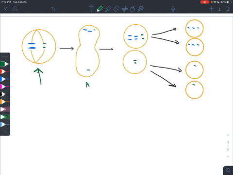 nondisjunction-at-meiosis-can-result-in-_________-a-karyotyping-b-crossing-over-c-duplications-d-ane