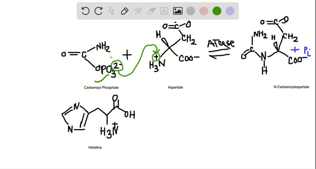 ⏩SOLVEDAspartate transcarbamoylase. Write the mechanism (in detail