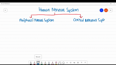 the-somatic-nervous-system-is-part-of-the-a-central-nervous-system-b-peripheral-nervous-system-c-aut
