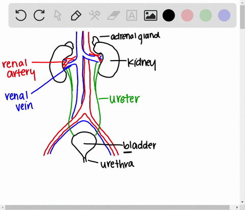 in-the-figure-shown-here-where-would-cystitis-occur
