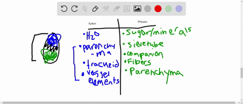 compare-the-structure-and-function-of-xylem-to-that-of-phloem