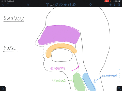 why-can-a-person-not-swallow-food-and-talk-at-the-same-time-a-to-swallow-the-epiglottis-must-close-o