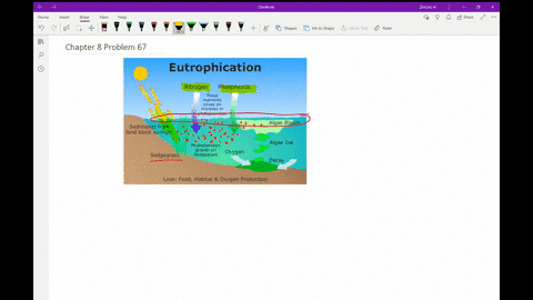 how-can-human-activity-lead-to-eutrophication