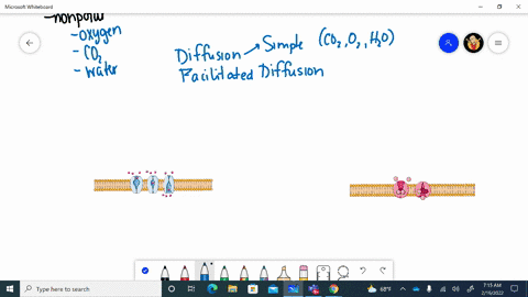 describe-the-following-types-of-transport-processes-in-cells-simple-diffusion-facilitated-diffusion-