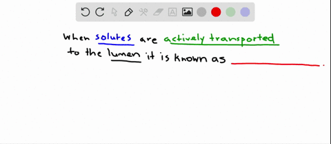 the-active-transport-of-solutes-into-the-lumen-of-an-excretory-organ-is-called-a-filtration-b-reabso