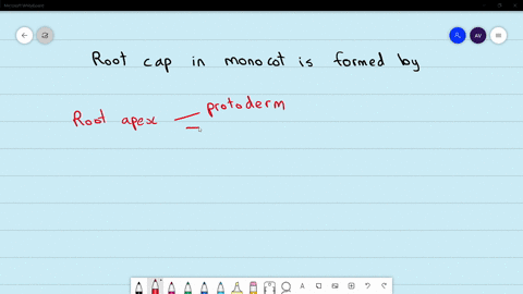 root-cap-in-monocots-is-formed-by-beginarraylltext-a-dermatogen-text-b-calyptrogen-text-c-vascular-c