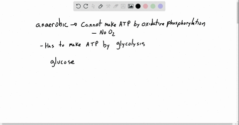 when-a-muscle-becomes-anaerobic-during-strenuous-exercise-why-is-it-necessary-to-convert-pyruvate-to
