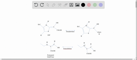 linked-in-describe-how-the-pentose-phosphate-pathway-and-glycolysis-are-linked-by-transaldolase-and-