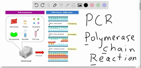 what-is-the-purpose-and-benefit-of-the-polymerase-chain-reaction