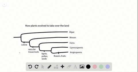 which-of-the-following-structures-is-common-to-all-four-major-plant-groups-vascular-tissue-flowers-s
