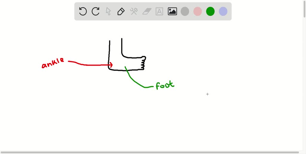 Solved Examination Of Superficial Anatomic Markings And Internal Body