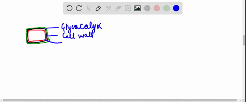 what-is-external-to-cell-wall-in-a-prokaryotic-cell-a-glycocalyx-layer-b-plasma-membrane-c-both-a-an