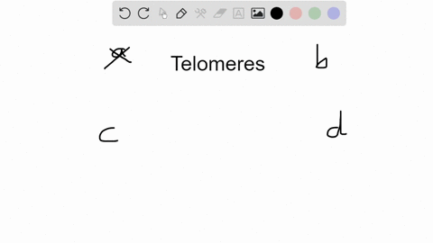 telomeres-a-are-found-in-prokaryotic-and-eukaryotic-cells-b-shorten-with-each-round-of-dna-replicati