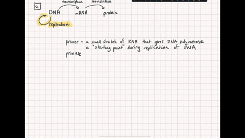 all-of-the-following-are-involved-in-dna-replication-except-a-polysome-b-gyrase-c-polymerase-d-prima