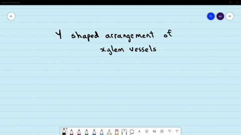 y-shaped-arrangement-of-xylem-vessels-is-found-in-a-monocot-stem-b-dicot-stem-c-monocot-root-d-dicot