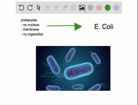 which-of-the-following-organisms-is-a-prokaryote-a-amoeba-b-influenza-a-virus-c-charophyte-algae-d-e