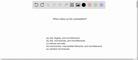 the-cytoskeleton-consists-of-a-cilia-flagella-and-microfilaments-b-cilia-microtubules-and-microfil-3