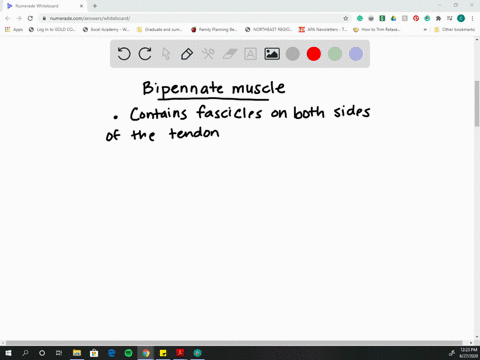 which-arrangement-best-describes-a-bipennate-muscle-a-the-muscle-fibers-feed-in-on-an-angle-to-a-lon