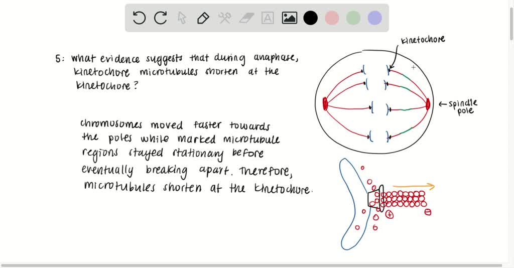 solved-what-evidence-suggests-that-during-anaphase-kinetochore