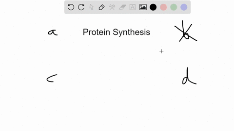 amino-acids-are-linked-together-to-form-a-protein-by-a-disulfide-bridges-b-hydrophobic-exclusion-c-p