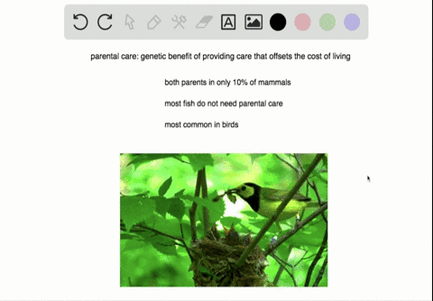 in-most________-males-and-females-cooperate-in-care-of-the-young-a-mammals-b-birds-c-insects-d-all-o