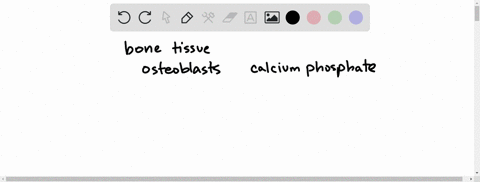 bone-breakdown-is-stimulated-by-_____________-a-parathyroid-hormone-b-estrogen-c-vitamin-d-d-cortiso