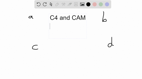 which-of-the-following-is-a-similarity-between-mathrmc_4-and-cam-plants-a-both-use-pep-carboxylase-t